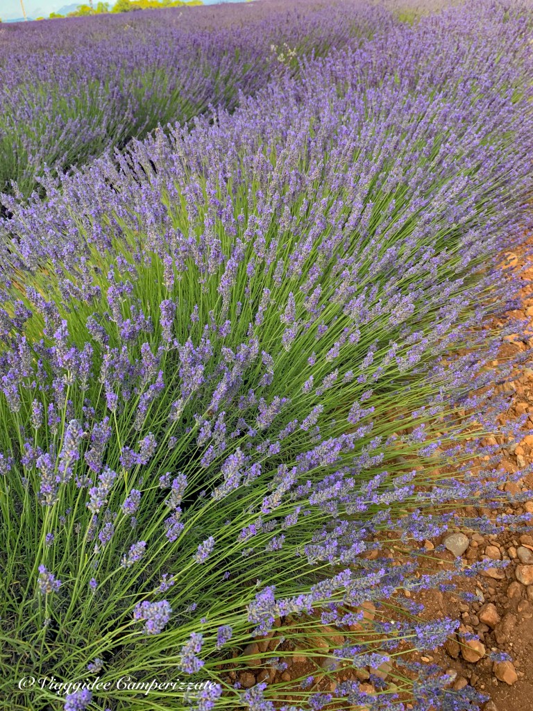 Lavanda di Provenza
