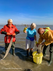 Pescatori di gamberi a cavallo delle Fiandre