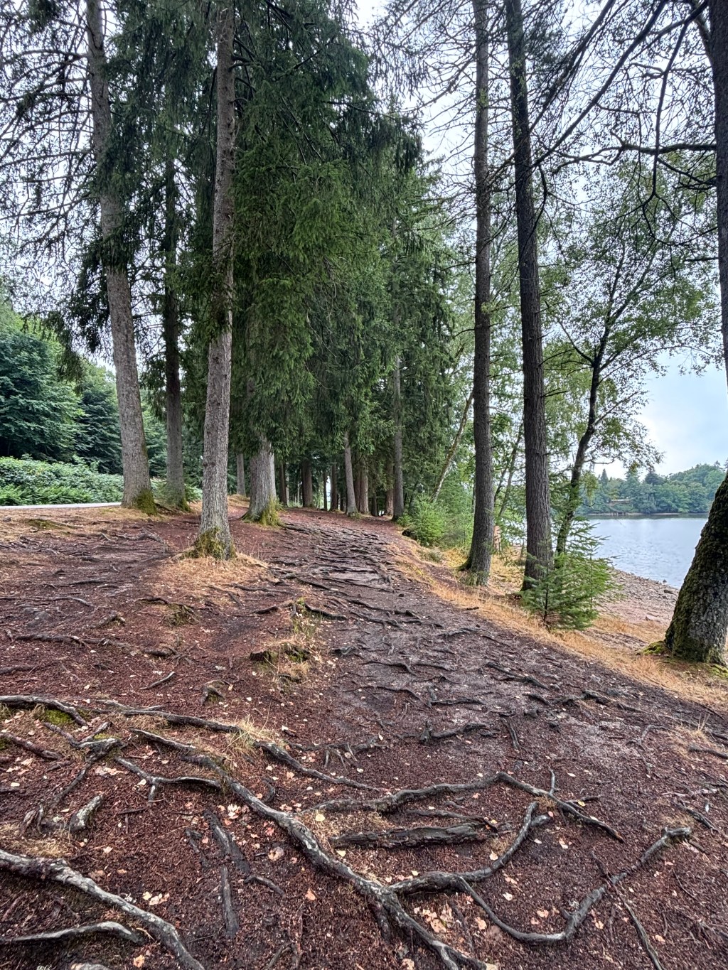Il sentiero tra gli abeti con uno scorcio del Lac des Settons