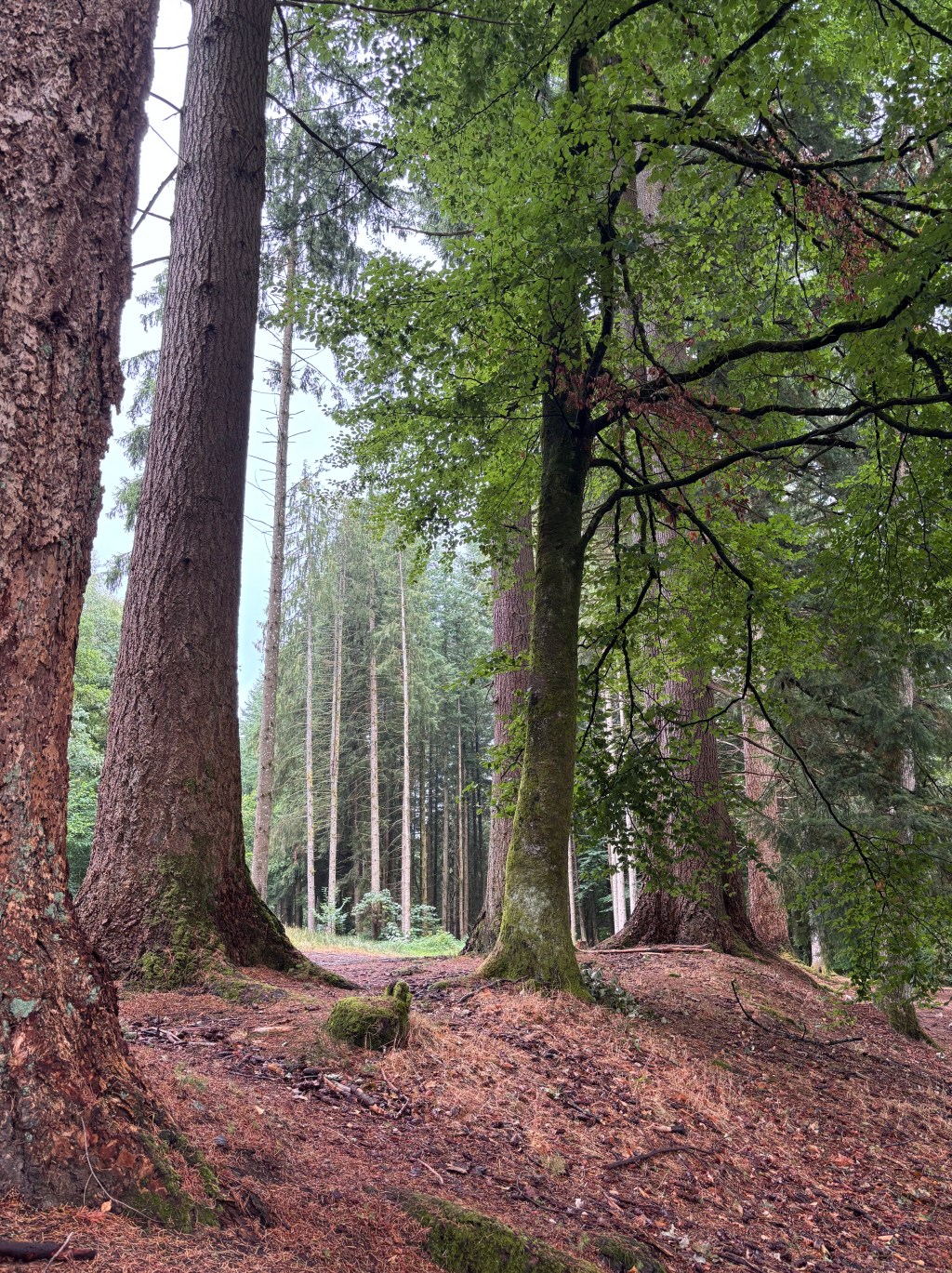 Il bosco di abeti e faggi lungo il sentiero che fa il giro del Lac des Settons