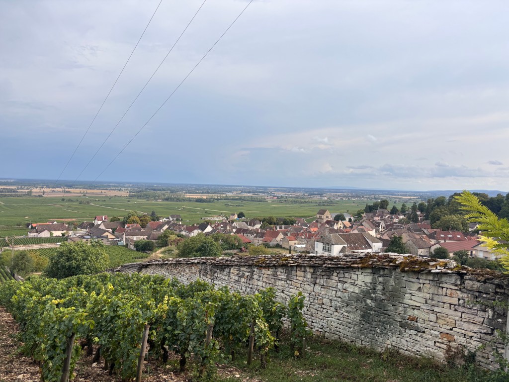 I vigneti di Volnay con i muretti a secco e il villaggio sullo sfondo