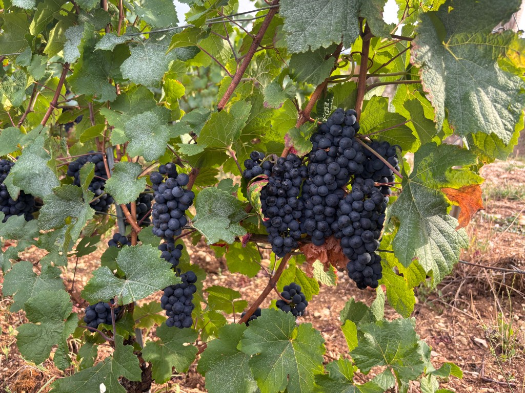 Grappoli di pinot nero maturi tra i filari di Volnay